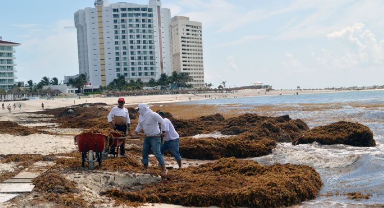 Gobierno buscará que IP ayude a recolectar sargazo Sheinbaum