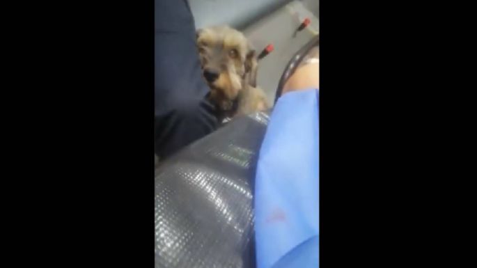 Un perro corre para alcanzar la ambulancia en la que llevaban a su dueño tras sufrir un accidente