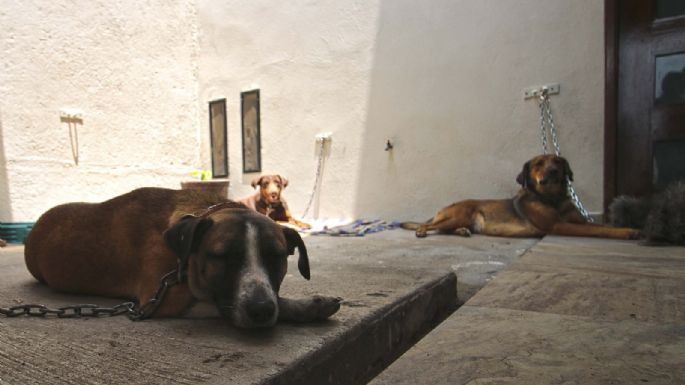 Diputados aprueban sanciones para quien organice peleas entre un perro y cualquier otro animal