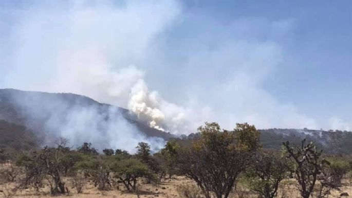 Incendios forestales en Guanajuato impactan más de 440 hectáreas de vegetación y fauna