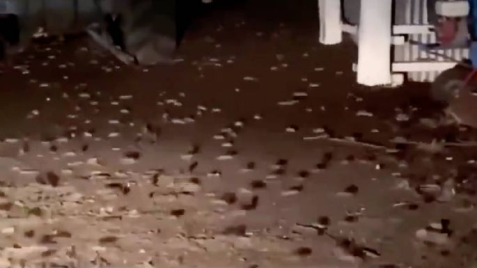 Miles de ratas invaden casas y aterrorizan a toda una población en Australia (Videos)