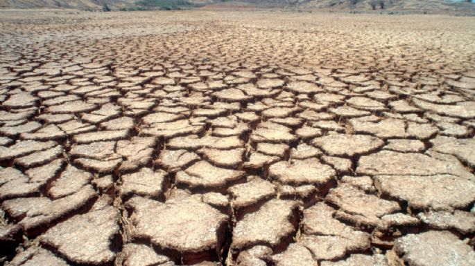 Región Valles del Yaqui y del Mayo: siembran trigo y cosechan deudas e incertidumbre