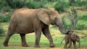 Cazador furtivo muere aplastado por estampida de elefantes en Sudáfrica