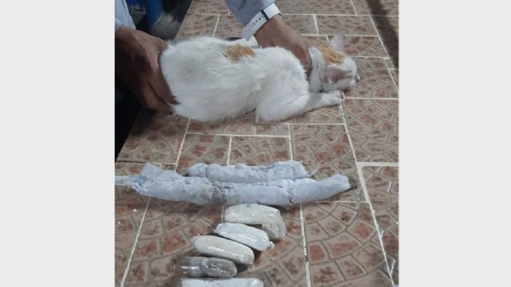 Usan a un gato para introducir droga en una prisión