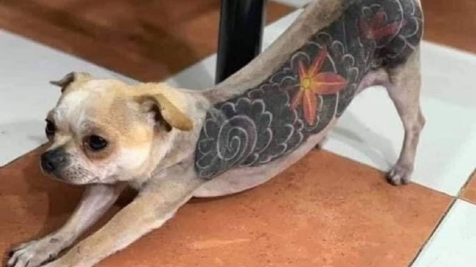 CDMX: Presentan iniciativa para prohibir y sancionar tatuajes y piercings estéticos en animales