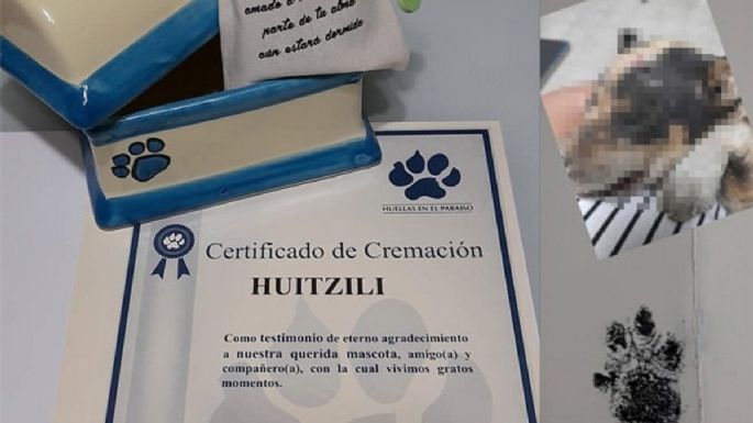 Queman vivo a "Huitzili", un cachorro de tres meses, en León