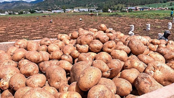 La invasión de la papa estadunidense