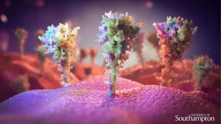 Un estudio sugiere que la variante beta podría conferir "amplia inmunidad" contra ómicron