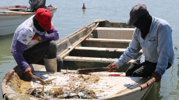 EU retira certificación de México en materia de pesca de camarón