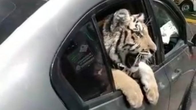 Captan a un tigre de bengala cuando era "paseado" en auto en el malecón de Mazatlán