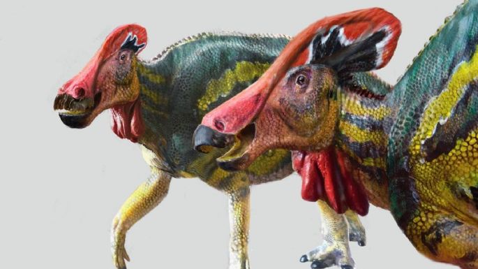 Localizan en Coahuila los restos de una nueva especie de dinosaurio: Tlatolophus galorum