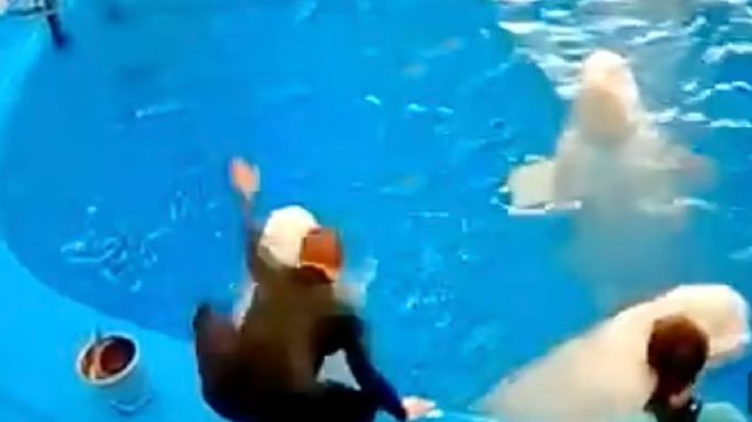 Indigna en redes entrenador que golpea a ballenas beluga por no besarlo para un truco