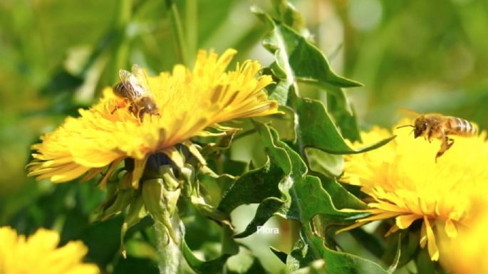 Abejas son indicadores de condiciones ambientales como el cambio climático: experta