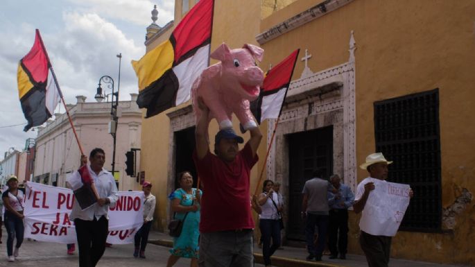 SCJN confirma suspensión definitiva de las operaciones de granja porcina en Yucatán