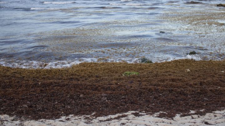 El Mar de los Sargazos evoluciona de vivero natural a zona muerta