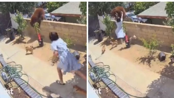 Una joven empuja a un oso para salvar a sus mascotas y se vuelve viral (Video)