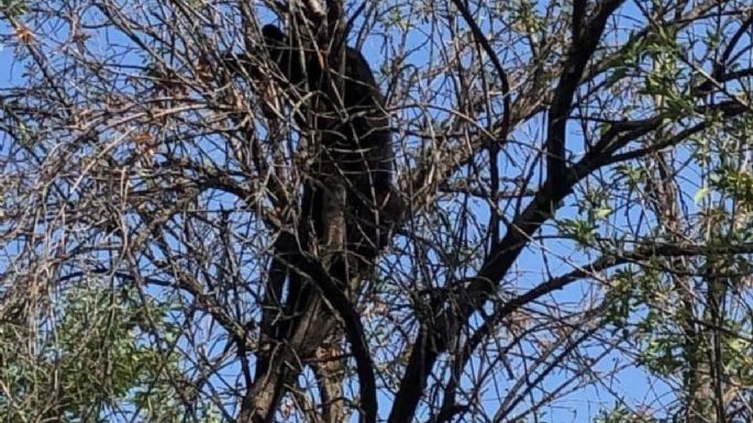 Rescatan a un oso negro que se encontraba arriba de un árbol en la UANL