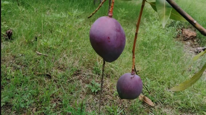 Campesinos en la India sembraron por casualidad, mangos más caros del mundo