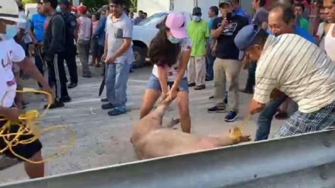 Vuelca camión con cerdos y pobladores rapiñan y matan a los animales en Veracruz