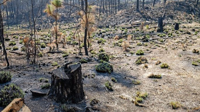 San Miguel Topilejo: un bosque en cenizas, una comunidad amenazada