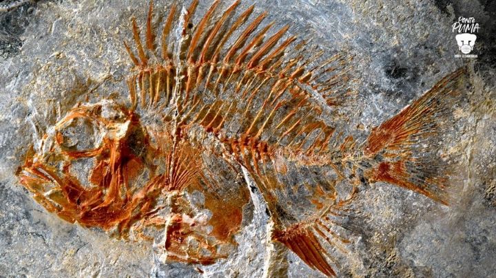UNAM descubre pez que vivió hace 95 millones de años en Chiapas