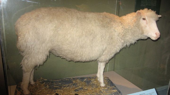 25 años de la oveja Dolly; el experimento que revolucionó la ciencia