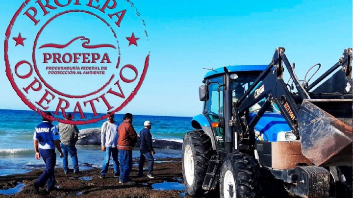 Aparece ballena muerta en playa de Puerto Peñasco; podría ser la misma que fue rescatada