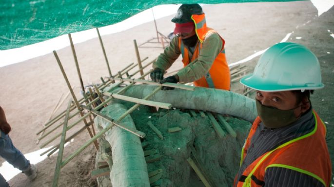 Suman más de 40 mil huesos de 480 mamuts encontrados en Santa Lucía