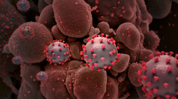 Científicos descubren cómo bloquear la infección por coronavirus