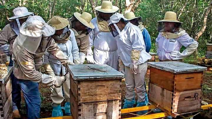Cruzada contra la invasión de miel china