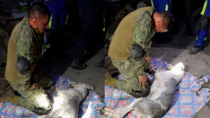 Tras el deslave en el Cerro del Chiquihuite, marino intenta salvarle la vida a perrito (Video)