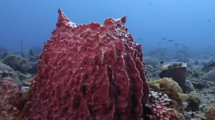 Graves amenazas acechan a los arrecifes de Bajos del Norte, en Yucatán: Oceana