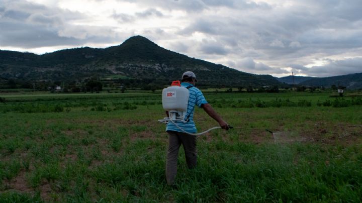 Juez concede amparo a comunidades zapotecas; frenan central eólica Gunna Sicarú en Oaxaca