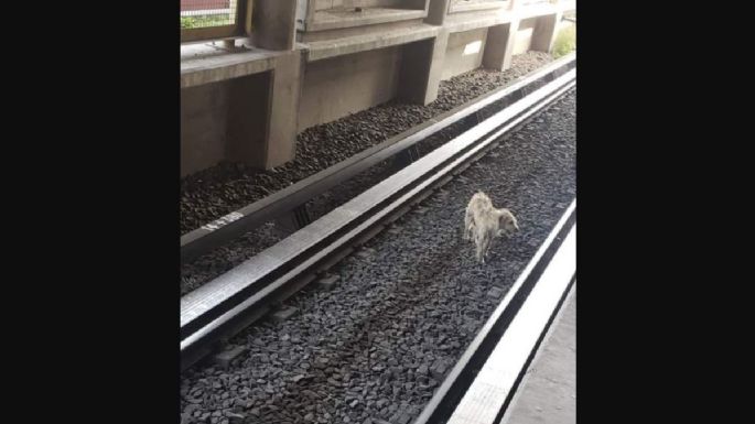 Rescatan a un perro de las vías de la Línea B del Metro