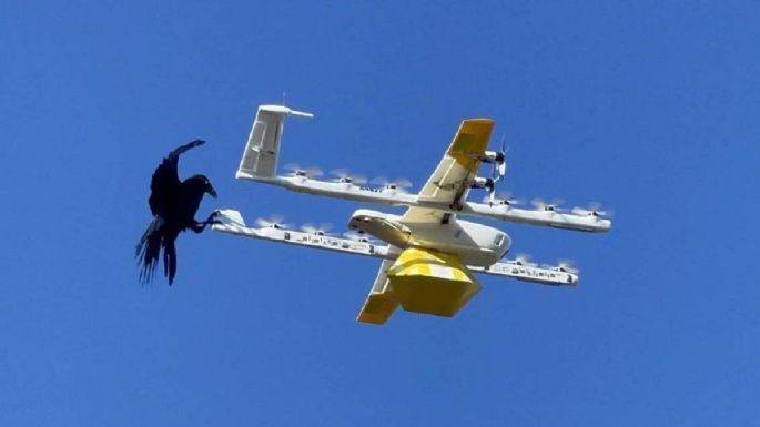 Aves atacan drones de Google y obligan a suspender entregas aéreas a domicilio (Video)