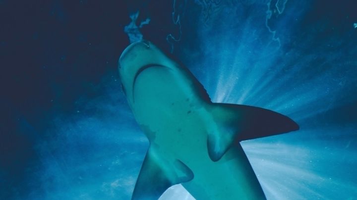 Ataques de tiburones son más comunes durante los periodos de luna llena: Estudio