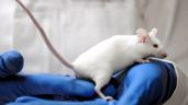 Científicos logran reproducción de ratones a partir de dos machos