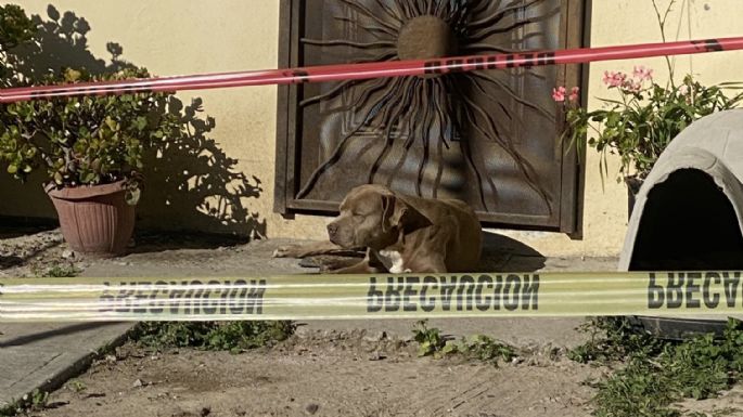 Rescatan a tres gatos y a “Chato” un perro que alimentaba Lourdes Maldonado