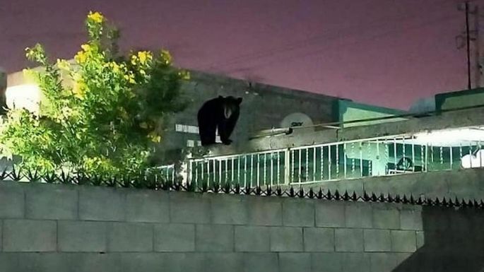 Captan a un oso sobre las azoteas en una colonia de Nuevo León (Videos)