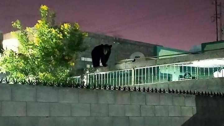 Captan a un oso sobre las azoteas en una colonia de Nuevo León (Videos)