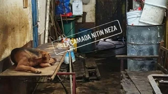 Rescatan a 95 perros que serían usados en taquerías de Neza (Video)