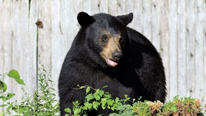 Oso ataca a niño en el patio de sus abuelos