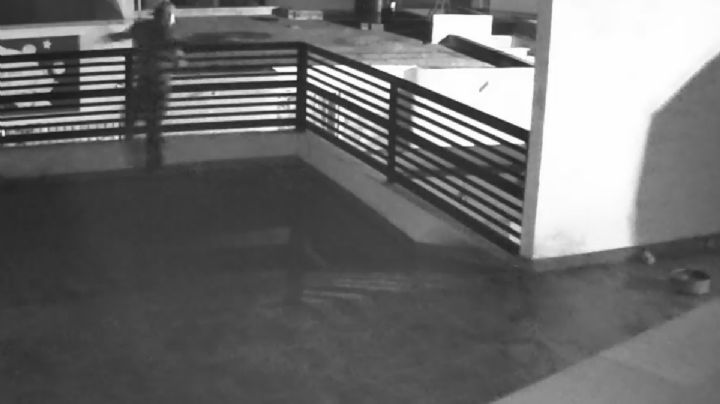 Dos perros Pitbull frustran un robo y obligan al ladrón a saltar desde un segundo piso (Video)
