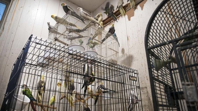 Rescatan a unos 300 animales hacinados en una casa de NY