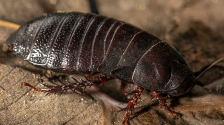 Una cucaracha carnívora "extinta" reaparece después de 90 años