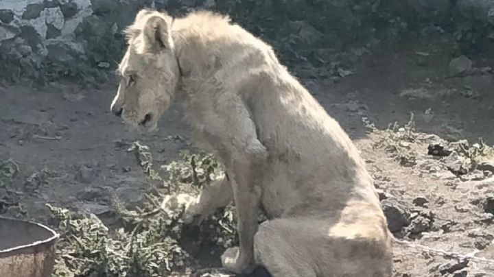Rescatan a un león que fue abandonado en Chalco; está desnutrido y deshidratado