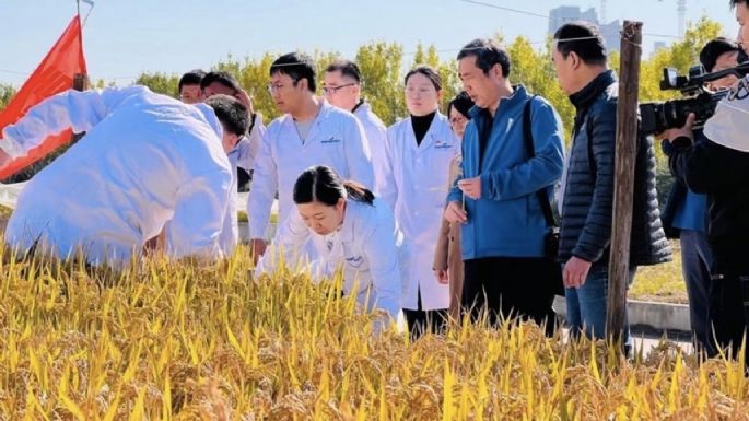 China logra cultivar arroz tolerante al riego con agua salada