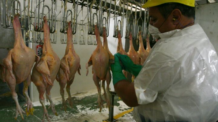 Detectan virus de influenza aviar en una granja comercial de NL; hay brotes también en BC y Chiapas