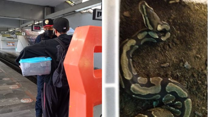 Joven intentó viajar en la Línea 3 del Metro con una serpiente