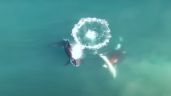 Documentan, por primera vez, a orcas cazando a un gran tiburón blanco (Video)